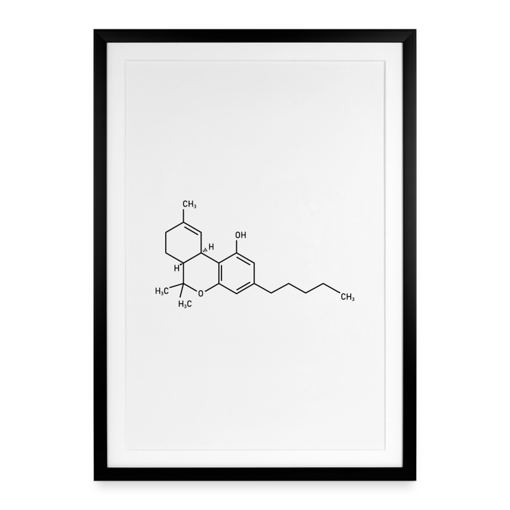 Cannabis-Sativa Gerahmtes Poster (49 × 69 cm) - Schwarz