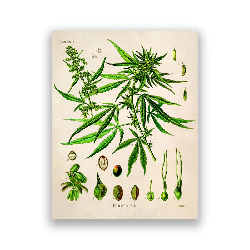 Cannabis Artwork